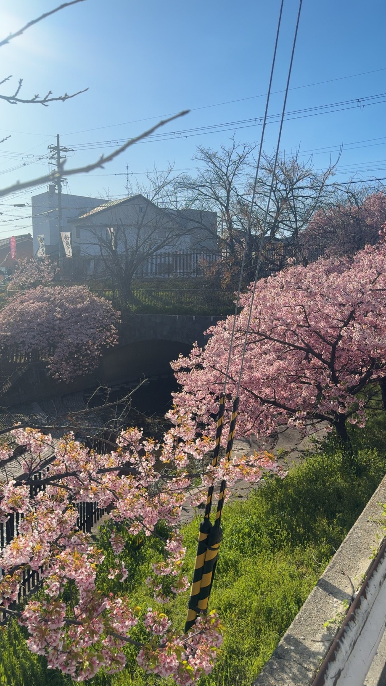 Cherry blossoms in full bloom along a small suburban canal in an ordinary residential neighbourhood, rooftops behind; cropped